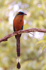 Amazonian Motmot (Momotus momota) perched on vegetation. front view