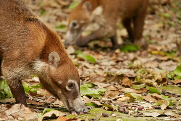 Coati
