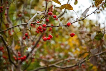 Tree branches with red berries in autumn park, closeup