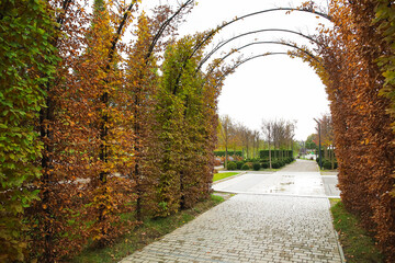 View of beautiful tree arch in autumn park