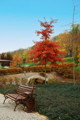 Fototapeta na wymiar View of autumn park with bench and trees