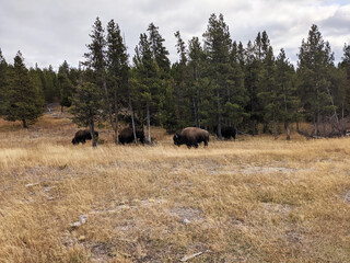 Plakat Bison in Yellowstone National Park