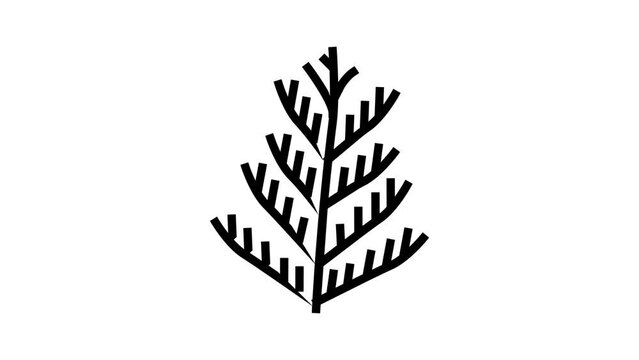 cedar plant leaf color icon animation