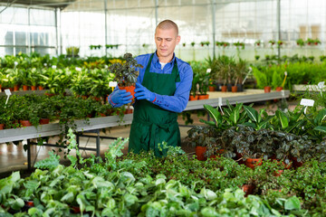 Skilled florist man engaged in cultivation of plants in greenhouse