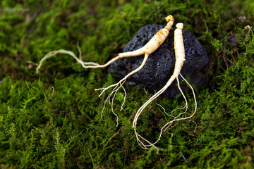 Wild Korean ginseng. Wild Ginseng has been used in best traditional medicine