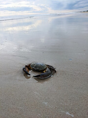 Dead Crab Washed Up on Topsail Beach in Surf City, North Carolina