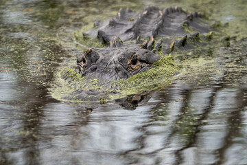Naklejka premium American Alligator