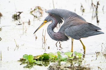 Tri-colored Heron Flushing Minnows