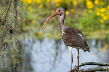 Juvenile White Ibis