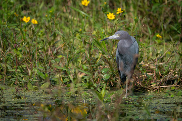 Little Blue Heron