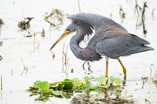 Tri-colored Heron Flushing Minnows
