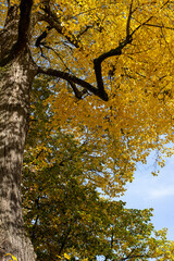 autumn tree in the park