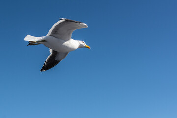 Aves de Bariloche