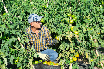 Skilled farmer engaged in organic vegetables cultivation, harvesting unripe tomatoes on farm field on sunny summer day.