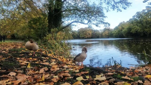 -The resolution is the cinema 4k 4096x2304
-Egyptian Goose near the lake.
-There are yellow autumn colors