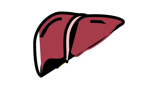 liver human organ color icon animation
