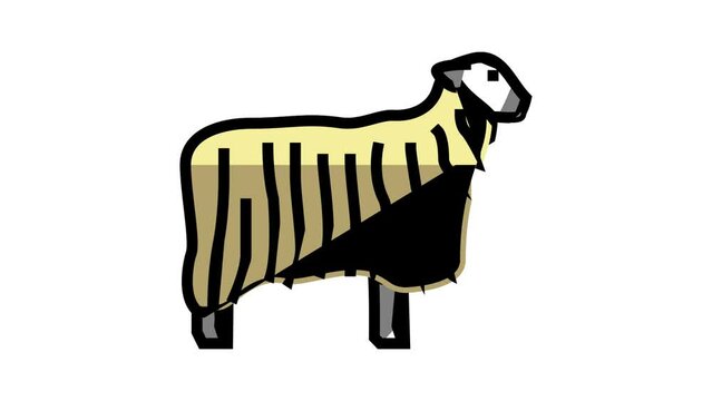 13 teeswater sheep color icon animation