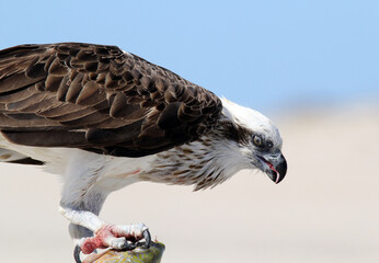 Close up portrait of an osprey bird with a fish at a beach
