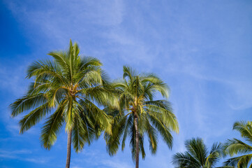Fototapeta na wymiar Coconut Palm Trees Against Blue Sky in Hawaii.