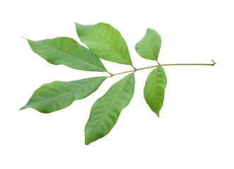 Leaf of longan fruit isolated transparene png