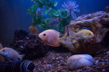 Severus Yellow Fish, Lemon Yellow Fish in Aquarium