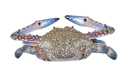 Blue Swimming Crabs on transparent png