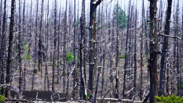 Wild fire. Terrible sight of scorched wood. A former forest fire after a volcanic eruption. The earth is covered with slag and ashes. Fata Morgana of dead wood. Kamchatka