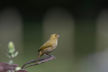  Yellow-faced Grassquit (Tiaris olivaceus) juvenile male perched
