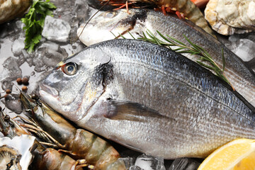 Fresh raw dorado fish, shrimps and lemon on grey table, closeup