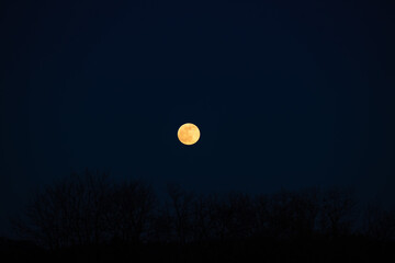 Moon and black silhouettes of trees on a blue background.Beautiful night nature background.Gloomy dark background 