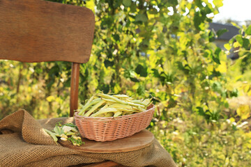 Wicker basket with fresh green beans on wooden chair in garden