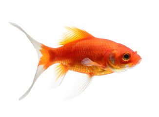  Goldfish Isolated on  transparent png