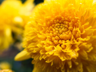黄色いダリア菊のズームアップ