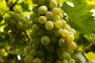Delicious green grapes growing in vineyard, closeup