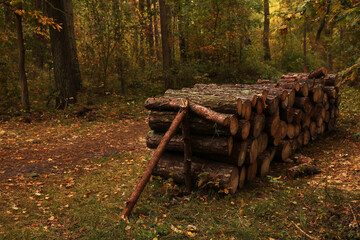 Pile of different cut firewood in forest
