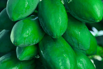 Unripe papaya fruits growing on tree outdoors, closeup view