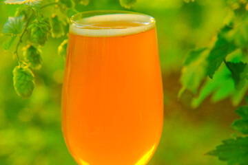 Beer glass close-up in the sun on a green hop plantation.Beer foam close-up.Hop cones and beer in a glass. Green raw material for the production of beer. Cooling summer drink.