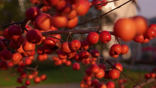 Small Red Autumn Apples. CRAB APPLE RED SENTINEL. Malus Red Sentinel.