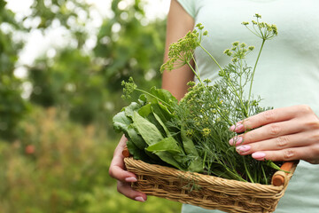 Woman holding wicker basket with fresh green herbs outdoors, closeup