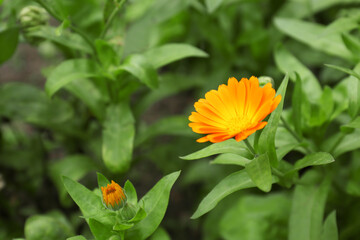 Beautiful blooming calendula flower outdoors, closeup. Space for text