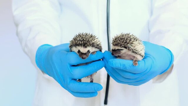 hedgehog health.prickly pets in the hands of a veterinarian in blue gloves. High quality 4k footage