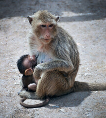 Beautiful shot of a monkey hugging it's baby
