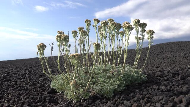 Immortelle. Whitlowwort (Ermania parryoides or Draba parryoides) as pioneer plant on volcanic slag 12 years after volcanic eruption. Tough drought tolerant plants. Kamchatka