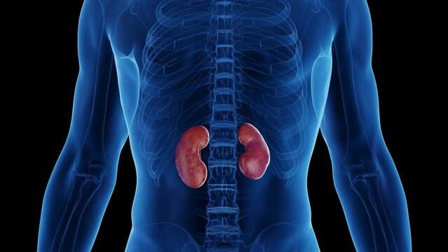 3d rendered medical animation of a man's kidneys