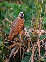 Black-collared Hawk perched on plants