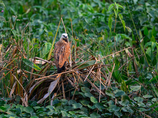 Black-collared Hawk perched on plants