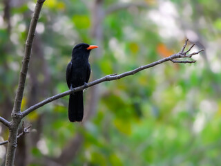 Black-fronted Nunbird perched on tree branch against green leaves