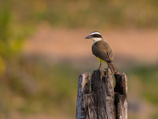 Great Kiskadee standing on fence post,  portrait