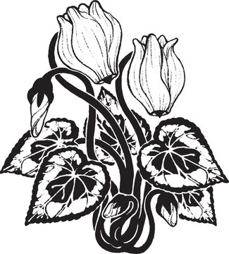 recommend clip art: 手描きのシクラメンの花のイラスト