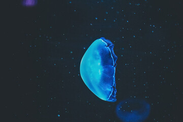 Naklejka na ściany i meble Close Up Of Jellyfish Swimming In Sea
